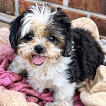 Patches -  Shih Tzu and Maltese Dog for Adoption in Pelham, New Hampshire - Patches | PetCurious