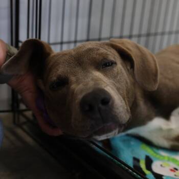 Rescue Labrador Retriever Dogs for Adoption in Hohenwald, Tennessee - Rose | PetCurious