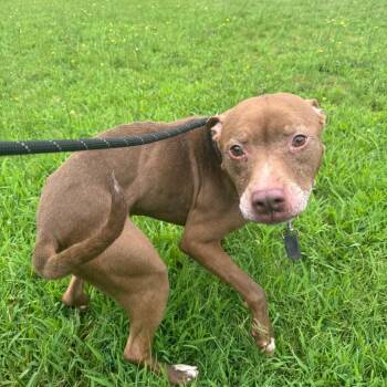 06/16/2026-Stray-CourtlandAvenue-"Rusty" -  Mixed Breed Dog for Adoption in Columbus, Georgia - 06/16/2026-Stray-CourtlandAvenue-"Rusty" | PetCurious