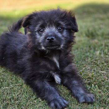 Maltese and Bichon Frise Dogs Available for Adoption in San Diego, California - Crackle | PetCurious