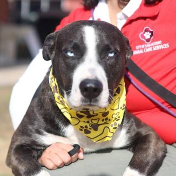 DINO -  American Staffordshire Terrier Dog for Adoption in San Antonio, Texas - DINO | PetCurious