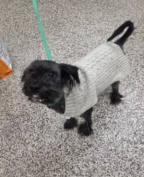 Coraline -  Shih Tzu and Mixed Breed Dog for Adoption in Westland, Michigan - Coraline | PetCurious