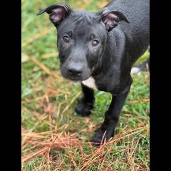 Rescue Labrador Retriever and Plott Hound Dogs for Adoption in Midlothian, Virginia - Cub Cadet | PetCurious
