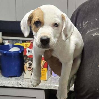 Romaine -  Hound Dog for Adoption in Springboro, Ohio - Romaine | PetCurious