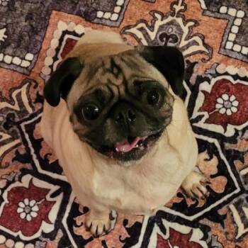 Pug and Mixed Breed Dogs Available for Adoption in New Orleans, Louisiana - Sammy The Pug | PetCurious