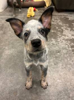 Rescue Australian Cattle Dog Blue Heeler and Mixed Breed Dogs for Adoption in Neosho, Missouri - Flame | PetCurious