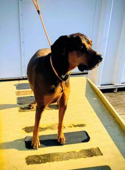 Rescue Cane Corso and Doberman Pinscher Dogs for Adoption in Rockwell City, Iowa - Clyde | PetCurious