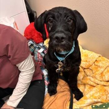 Irish Wolfhound and Mixed Breed Dogs Available for Adoption - A608570 | PetCurious