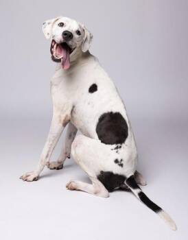 Boomerang -  Mixed Breed and Dalmatian Dog for Adoption in Austin, Texas - Boomerang | PetCurious