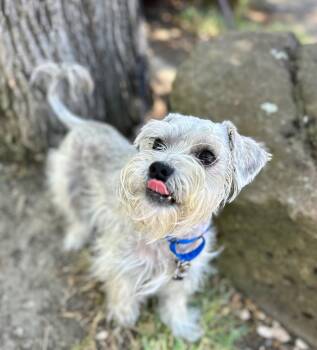 Schnauzer Dogs Available for Adoption in Palo Alto, California - Cauliflower | PetCurious