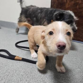 Peanut -  Mixed Breed Dog for Adoption in Gainesville, Florida - Peanut | PetCurious