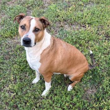 Mixed Breed Dogs Available for Adoption in Huntsville, Alabama - Madison | PetCurious