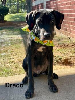 Draco -  Cane Corso and Mixed Breed Dog for Adoption in Blairstown, New Jersey - Draco | PetCurious