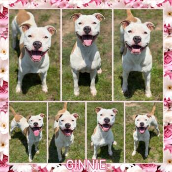 Rescue Pit Bull Terrier Dogs for Adoption in Fort Smith, Arkansas - Ginnie | PetCurious