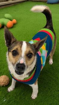 Jack Russell Terrier and Rat Terrier Dogs Available for Adoption in Auburn, Indiana - Tex | PetCurious