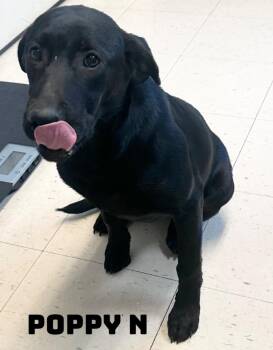 Poppy N -  Labrador Retriever Dog for Adoption in Dyersburg, Tennessee - Poppy N | PetCurious