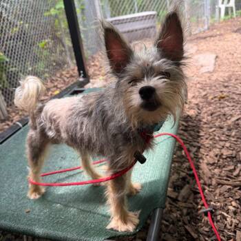 Keith -  Yorkshire Terrier Dog for Adoption in Trenton, New Jersey - Keith | PetCurious