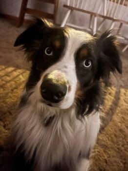 Zeppelin -  Australian Shepherd Dog for Adoption in Gloversville, New York - Zeppelin | PetCurious