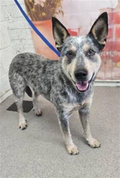 Australian Cattle Dog Blue Heeler Dogs Available for Adoption in San Bernardino, California - THEO | PetCurious