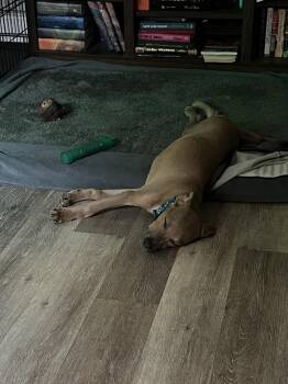 Lorenzo -  Labrador Retriever Dog for Adoption in Colorado Springs, Colorado - Lorenzo | PetCurious