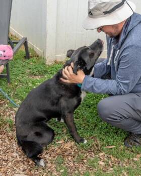 Tutty -  Mixed Breed Dog for Adoption in Chamblee, Georgia - Tutty | PetCurious
