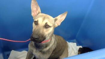 ESMERALDA -  Mixed Breed Dog for Adoption in Dallas, Texas - ESMERALDA | PetCurious