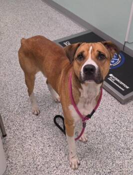 Bubs -  Terrier Dog for Adoption in Athens, Tennessee - Bubs | PetCurious