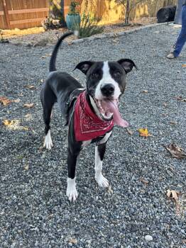 Snoopy -  American Staffordshire Terrier and Black Labrador Retriever Dog for Adoption in Olympia, Washington - Snoopy | PetCurious