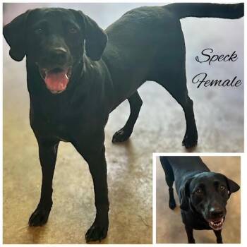 Rescue Labrador Retriever Dogs for Adoption in Warrington, Pennsylvania - Speck | PetCurious