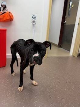 Rescue Boxer and Mixed Breed Dogs for Adoption in South Bend, Indiana - Blossom | PetCurious