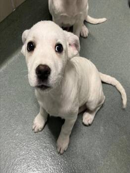 Great Pyrenees and Anatolian Shepherd Dogs Available for Adoption - ASTRID | PetCurious