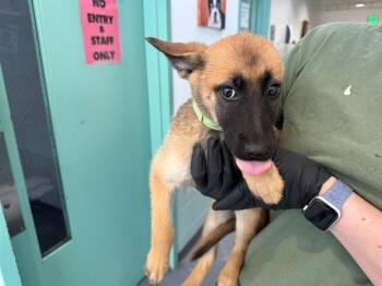 TATER TOT -  Belgian Shepherd Malinois and Mixed Breed Dog for Adoption in Antioch, California - TATER TOT | PetCurious