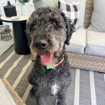 BANDITO-MARYLAND -  Labradoodle Dog Available for Adoption in Houston, Texas - BANDITO-MARYLAND | PetCurious