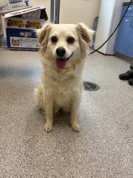 Claire -  Tibetan Spaniel and Cavalier King Charles Spaniel Dog for Adoption in Disputanta, Virginia - Claire | PetCurious