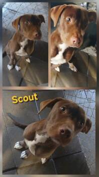 Rescue Chocolate Labrador Retriever and Pit Bull Terrier Dogs for Adoption in Lonsdale, Arkansas - Scout | PetCurious