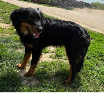 Dachshund and Australian Shepherd Dogs Available for Adoption in Columbia, Missouri - Taco | PetCurious