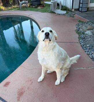 Cloud -  Great Pyrenees and Akbash Dog for Adoption in Lodi, California - Cloud | PetCurious