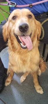 Pen 106 Marley -  Golden Retriever Dog for Adoption in Lawrenceville, Georgia - Pen 106 Marley | PetCurious