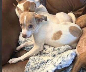 Misty Chi3 -  Chihuahua Dog for Adoption in South Kingstown, Rhode Island - Misty Chi3 | PetCurious