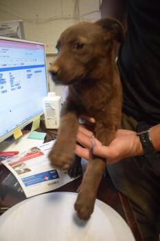 Labrador Retriever and Mixed Breed Dogs Available for Adoption in Pahrump, Nevada - Onyx P3 | PetCurious