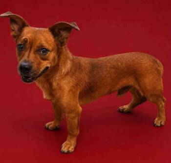 Red -  Mixed Breed Dog for Adoption in Charlotte, Michigan - Red | PetCurious