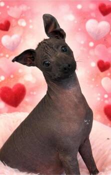 Xoloitzcuintli Mexican Hairless Dogs Available for Adoption - Tona | PetCurious