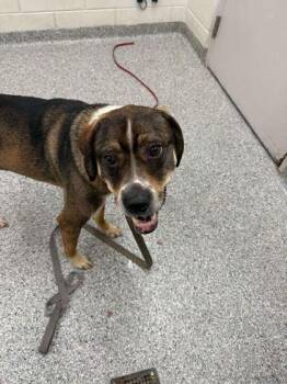 Mixed Breed Dogs Available for Adoption - Cherry Pie | PetCurious