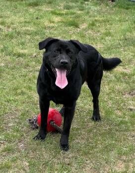 Black Labrador Retriever Dogs Available for Adoption in Shelby, Michigan - Poncho | PetCurious