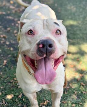 Blondie -  Pit Bull Terrier Dog for Adoption in Anderson, Indiana - Blondie | PetCurious