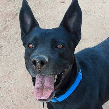 Emily -  Labrador Retriever Dog for Adoption in Phoenix, Arizona - Emily | PetCurious