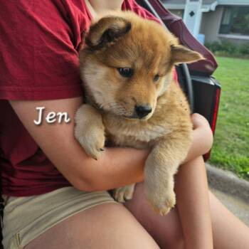 Jen -  Australian Cattle Dog Blue Heeler and Chow Chow Dog for Adoption in Tomah, Wisconsin - Jen | PetCurious