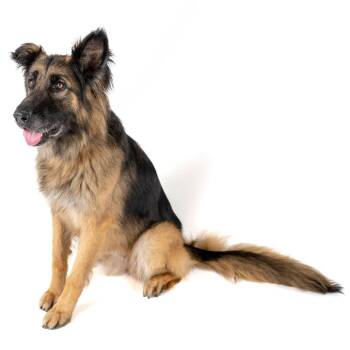 Kasha -  German Shepherd Dog and Mixed Breed Dog for Adoption in Palm Springs, California - Kasha | PetCurious