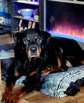 Rescue Rottweiler Dogs for Adoption - Jane Goodall | PetCurious