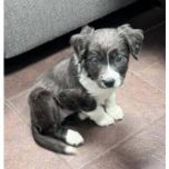 Elsa -  Australian Shepherd Dog for Adoption in Austin, Texas - Elsa | PetCurious